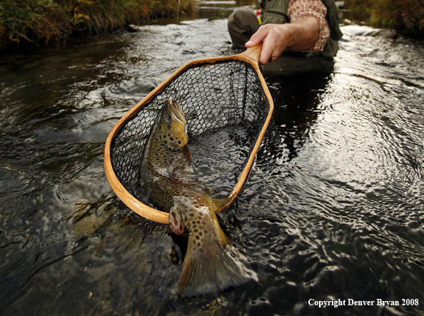 Flyfisherman Landing Brown Trout