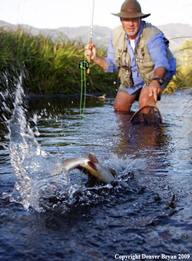 Flyfisherman landing rainbow trout