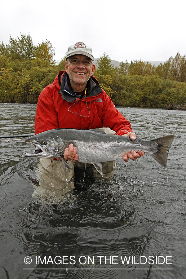 Flyfisherman with Silver Salmon, in Alaska.