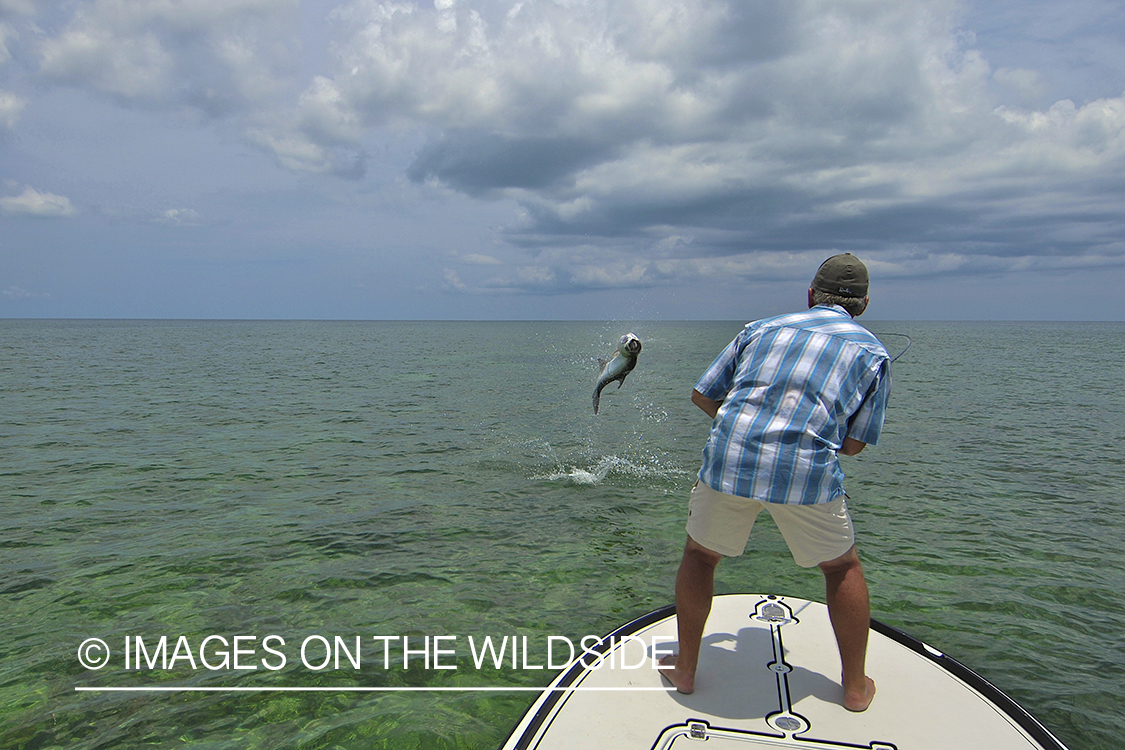 Flyfisherman fighting jumping tarpon on line.