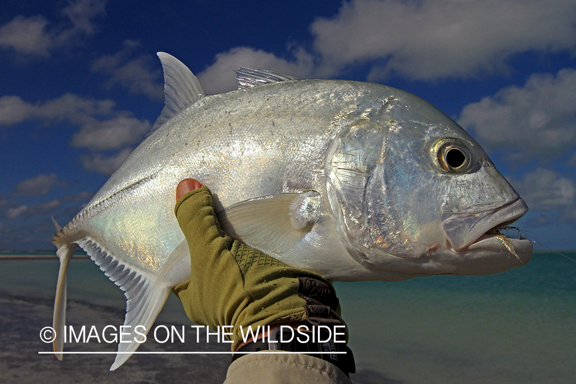 Saltwater flyfisherman with trevally fish, Christmas Island.