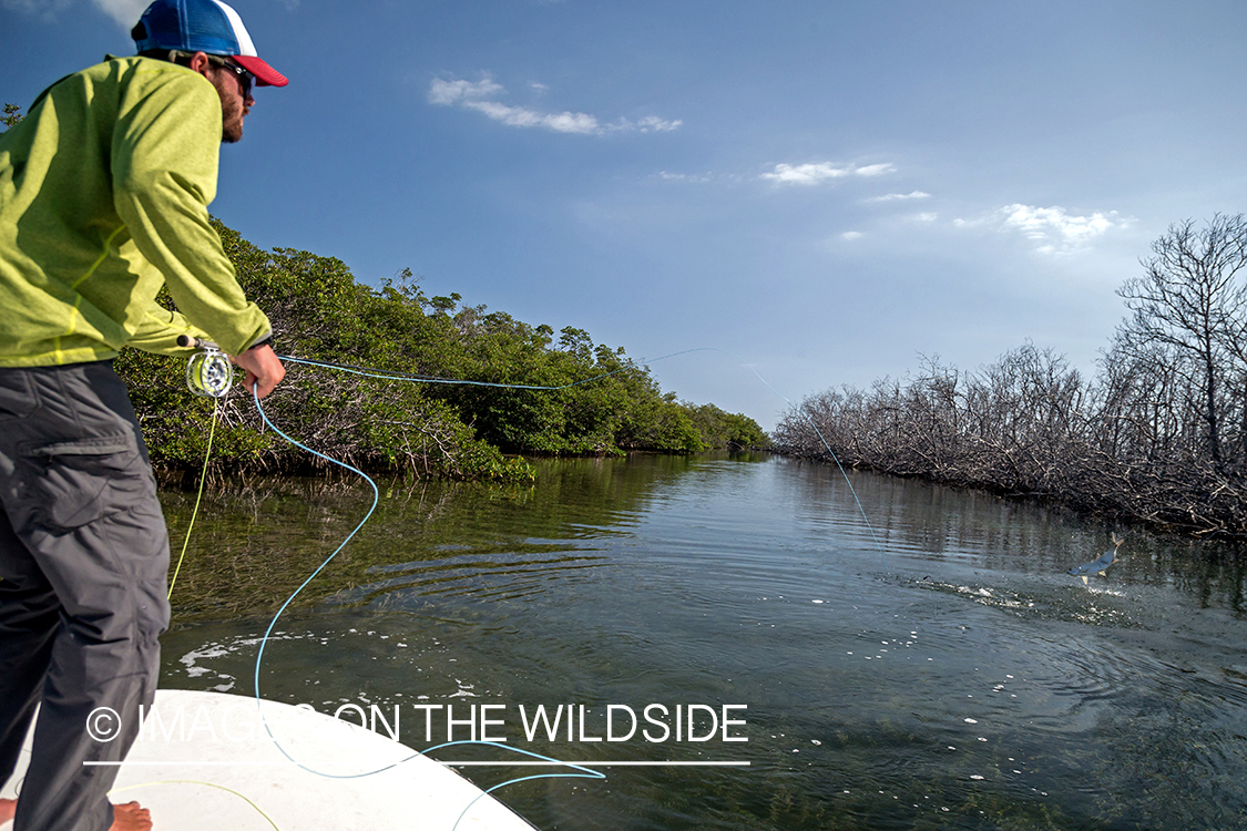 Flyfisherman fighting with jumping tarpon.