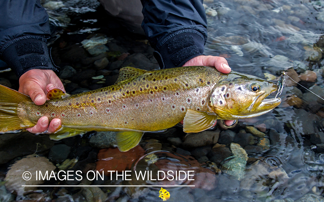 Brown trout.