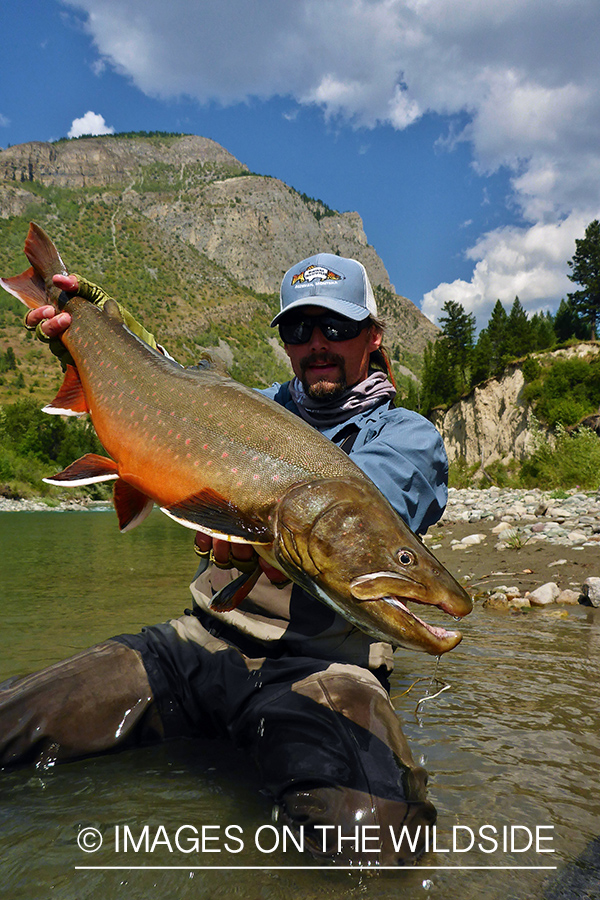 Flyfisherman releasing bull trout.