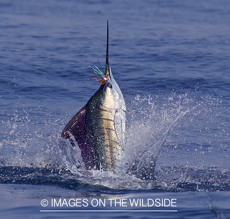 Sailfish jumping out of water.