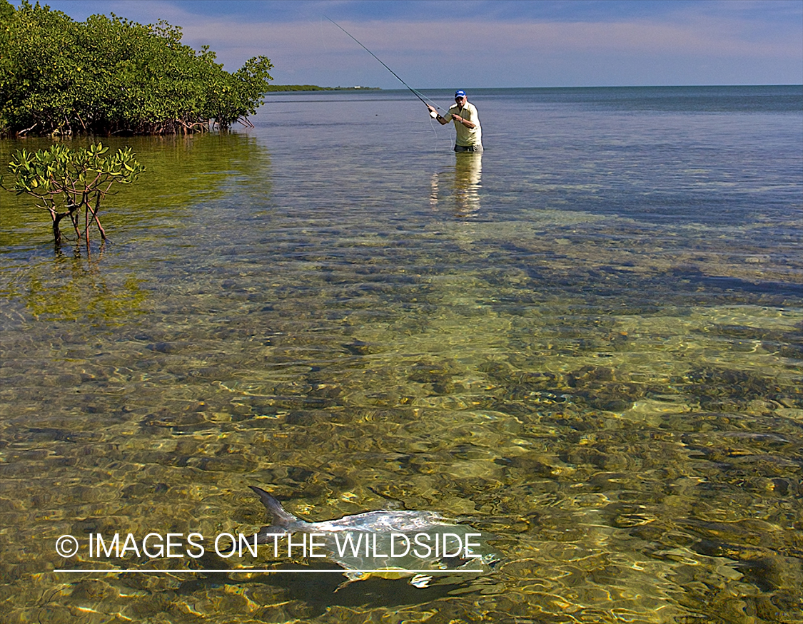 Saltwater flyfisherman casting to a permit fish on the flats.