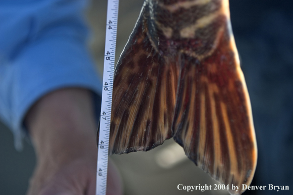 Close-up of pike tail with measuring tape.