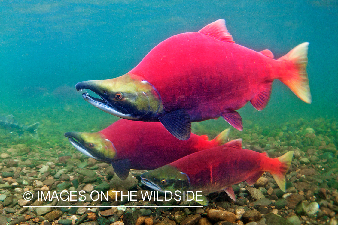 Alaskan Sockeye Salmon (Bristol Bay, Alaska)