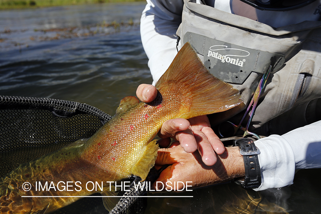 Flyfisherman releasing brown trout.