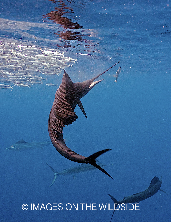 Sailfish hunting bait fish in open ocean.