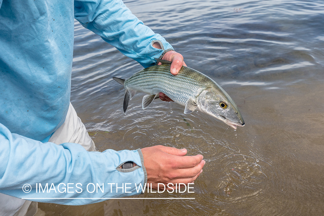 Flyfisherman releasing bonefish.