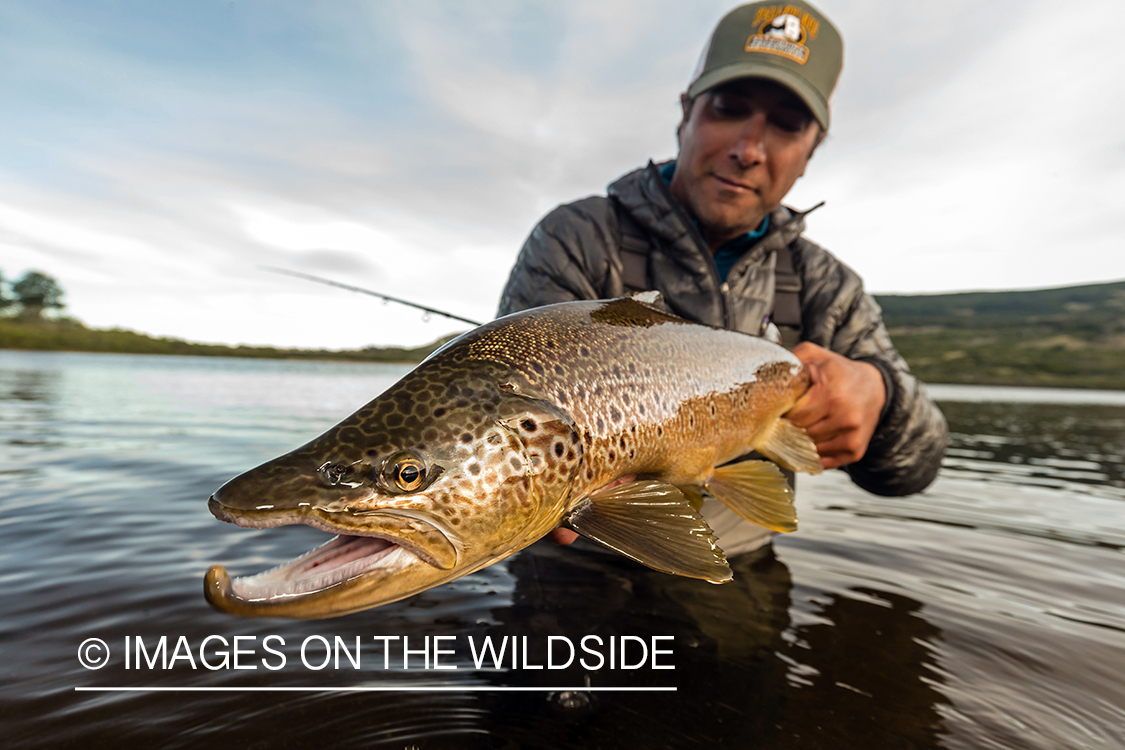 Flyfisherman releasing trout.