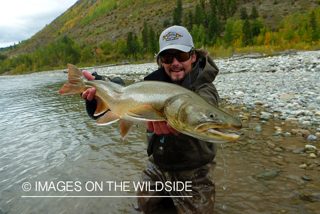 Flyfisherman with bull trout.