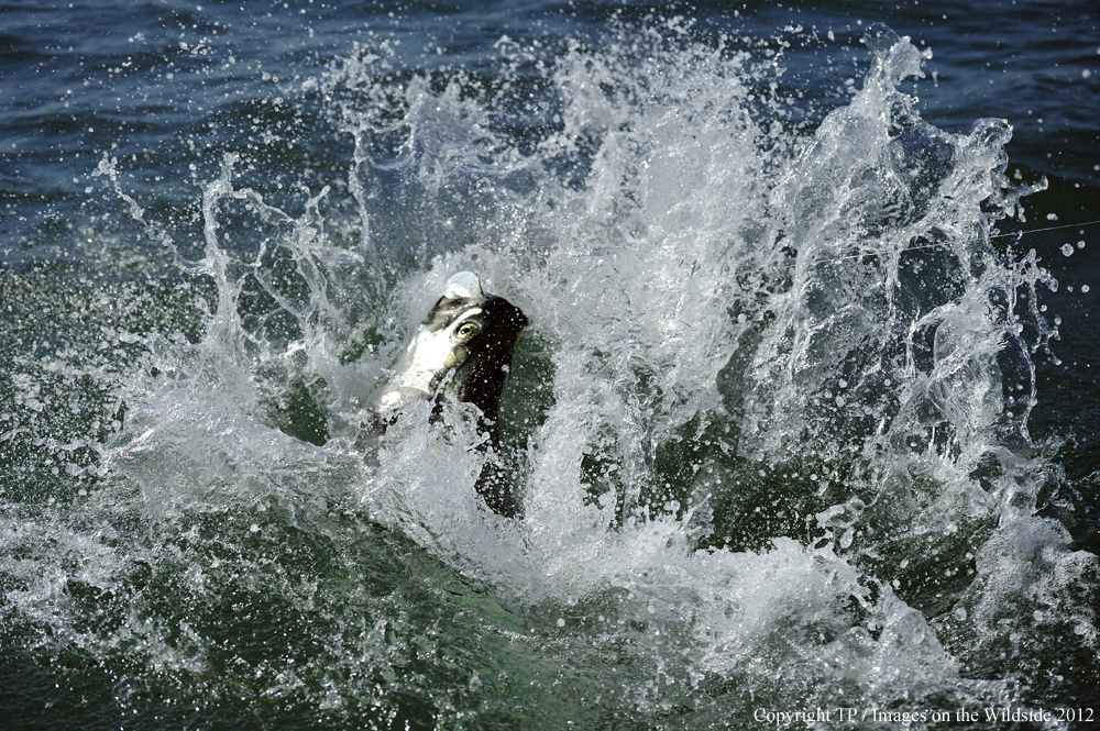 Tarpon jumping out of water. 