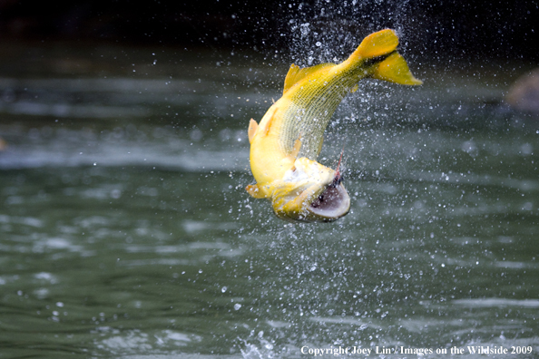 Leaping Golden Dorado