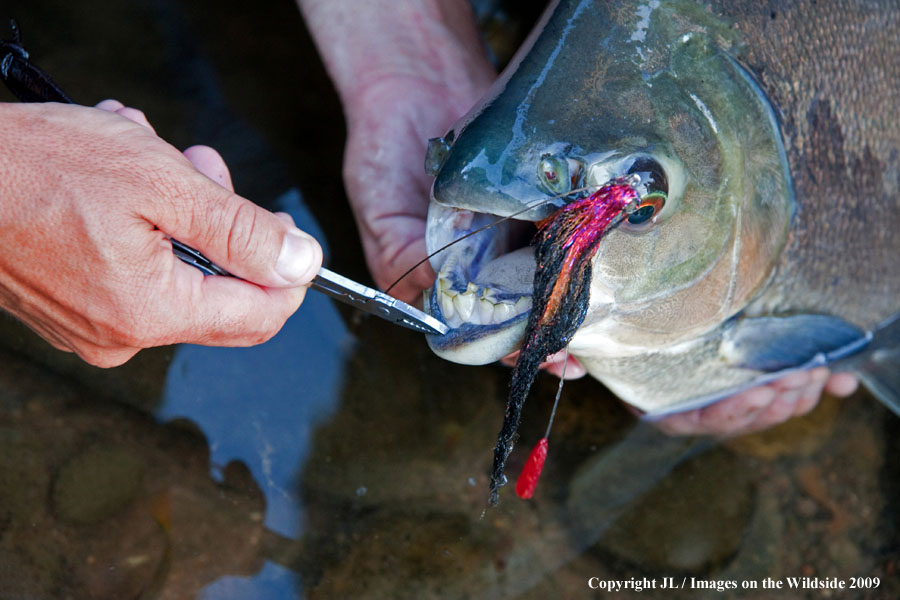 Flyfisherman releasing a pacu.