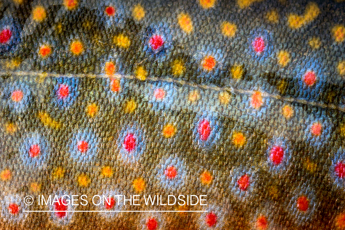 Close-up of brook trout.