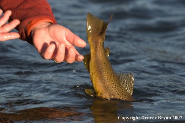 Flyfisherman releasing brown trout.