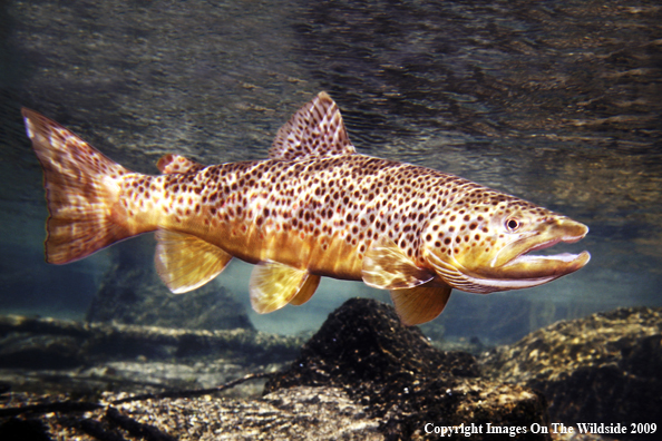 Brown Trout