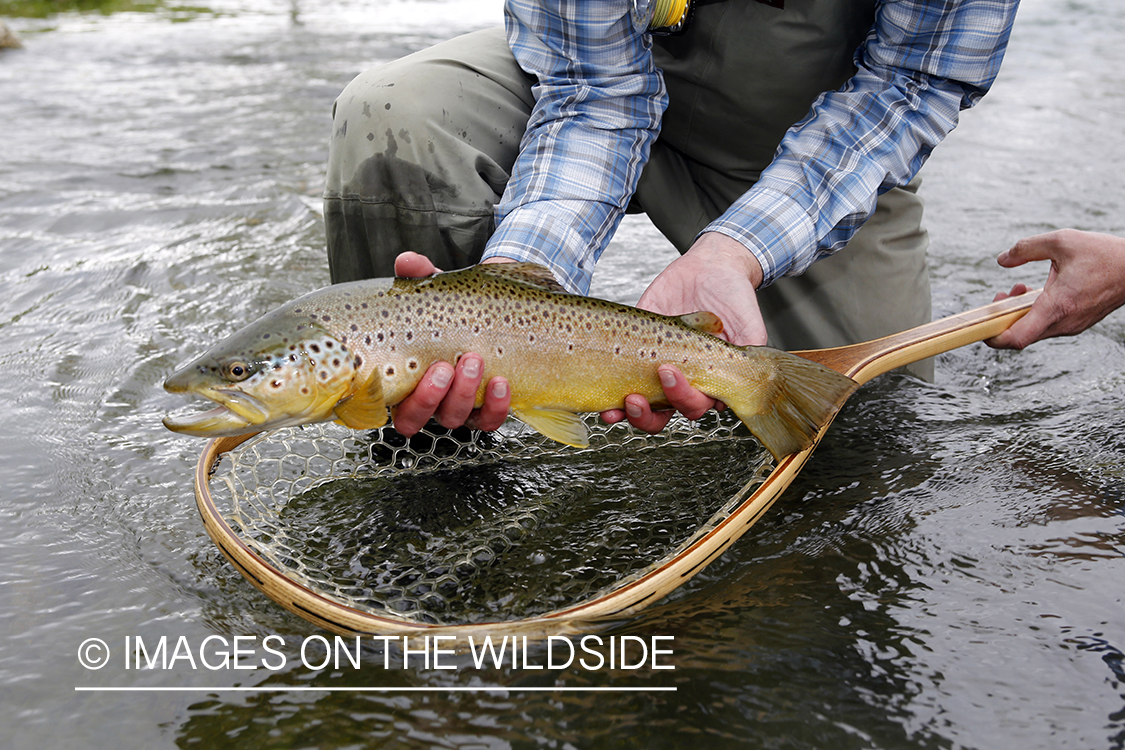 Flyfisherman with Brown Trout.