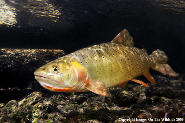 Fine Spotted Cutthroat Trout