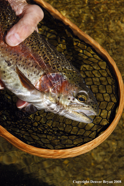 Rainbow trout in habitat