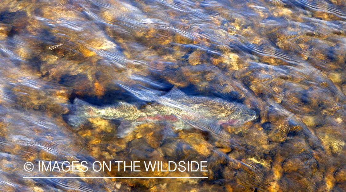 Rainbow Trout in the water.