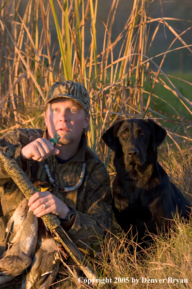 Duck hunter and Labrador Retriever looking for ducks from edge of marsh.