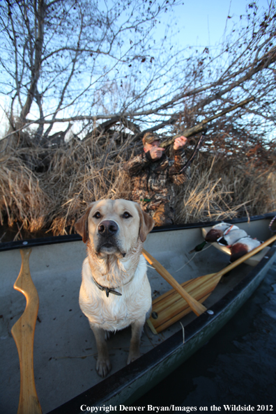 Duck hunter with yellow labrador retriever in canoe. 