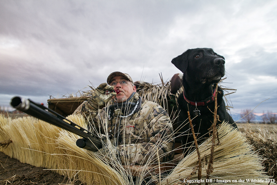 Waterfowl hunter in blind with black labrador retriever.