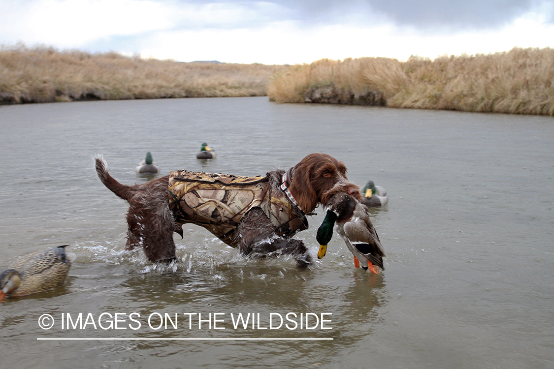 German wirehair pointer retrieving duck.