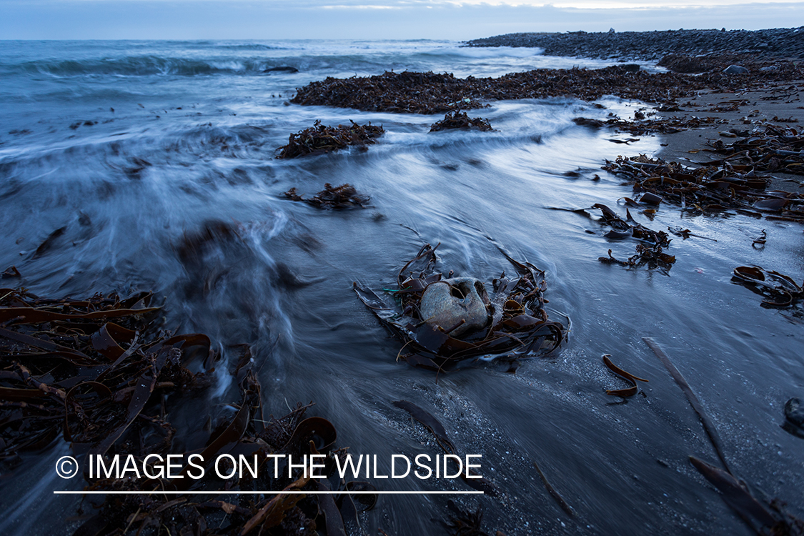 King Eider and Long-tailed duck hunting in Alaska, waves crashing on shore.