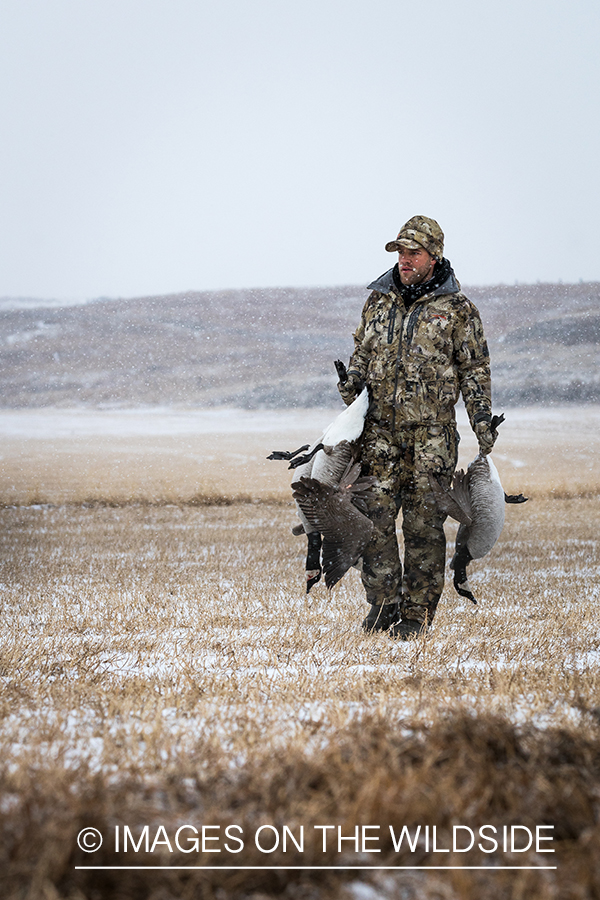 Hunter with bagged Canada geese.