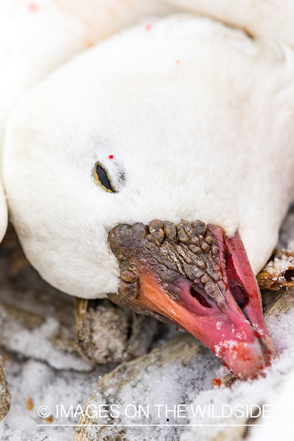 Bagged snow geese.