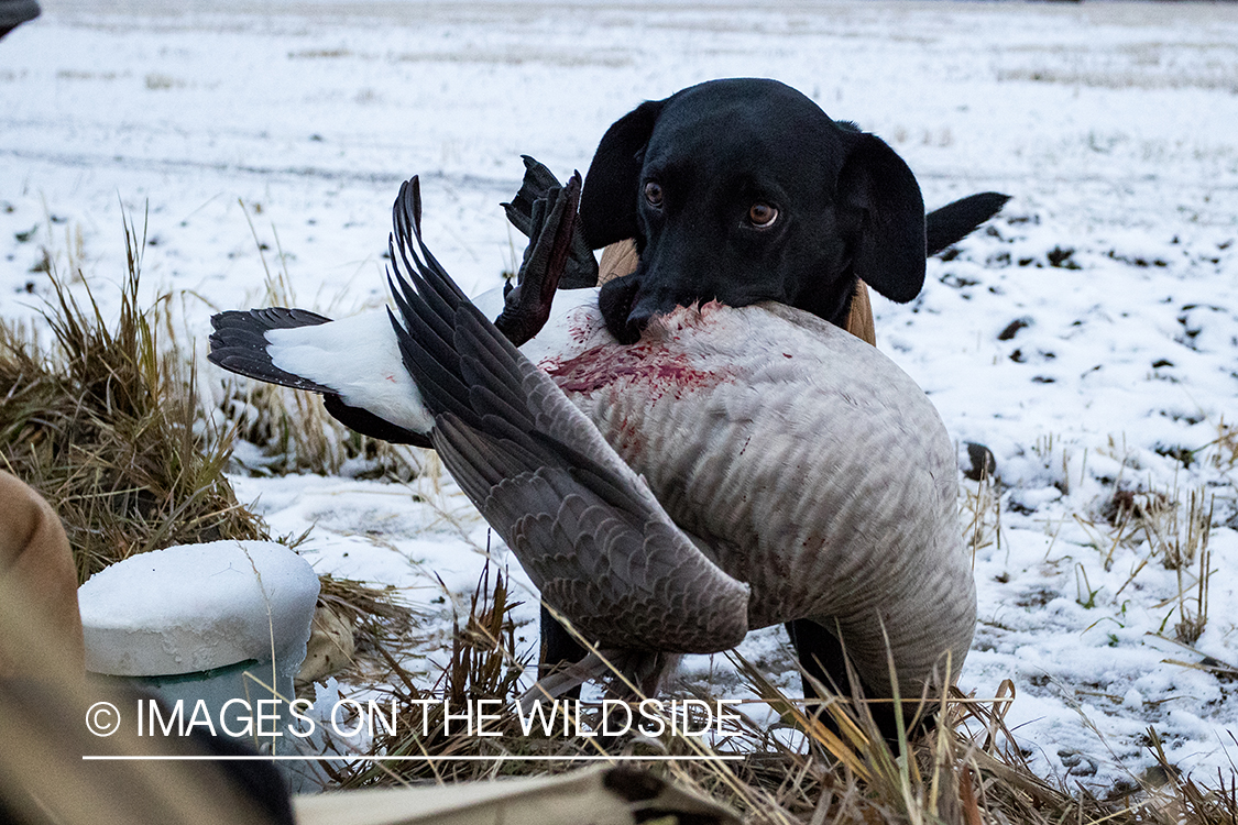 Black lab retrieving bagged goose. 