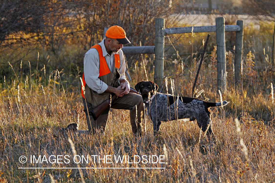 Upland game bird hunter in field with Griffon Pointer.