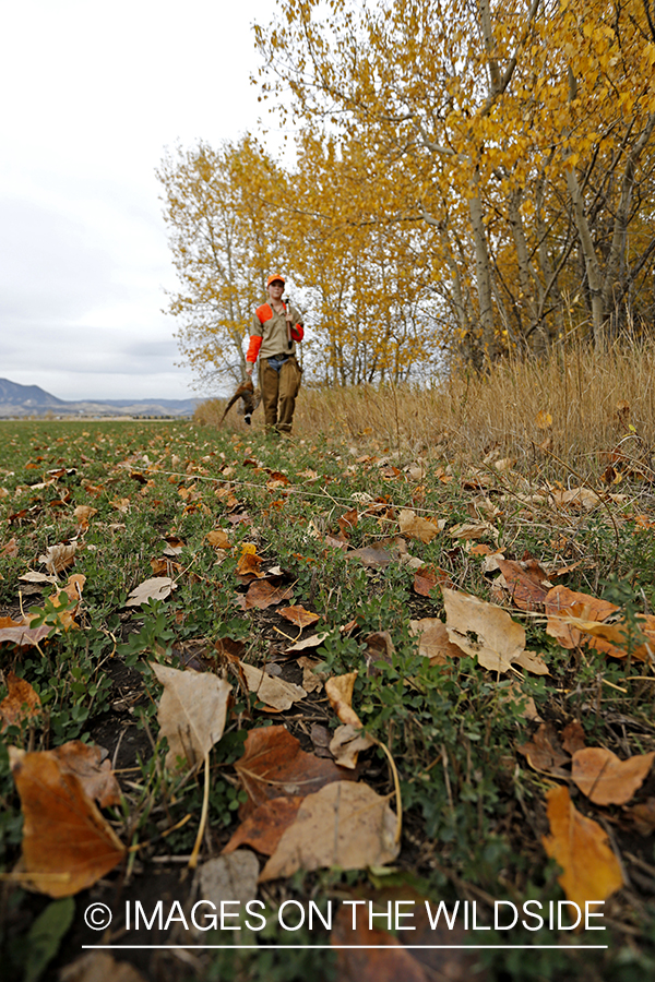 Woman with bagged pheasant walking field line.