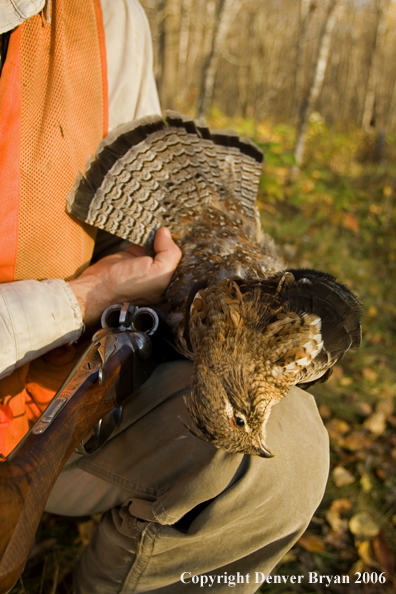 Upland bird hunter with bagged grouse