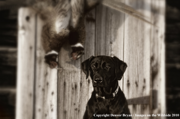 Black Labrador Retriever with pheasants (Original image #11100-022.17)