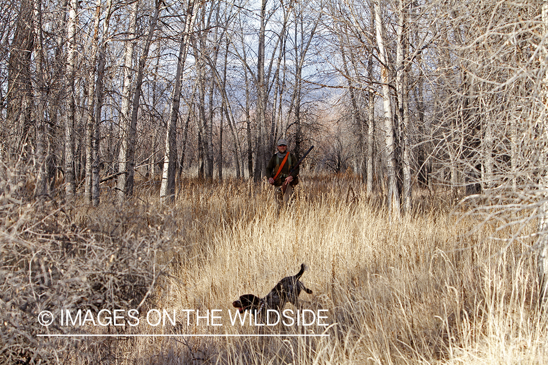 Pheasant hunter in field.