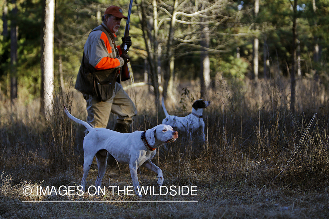 Bobwhite quail hunter in field with english pointers.