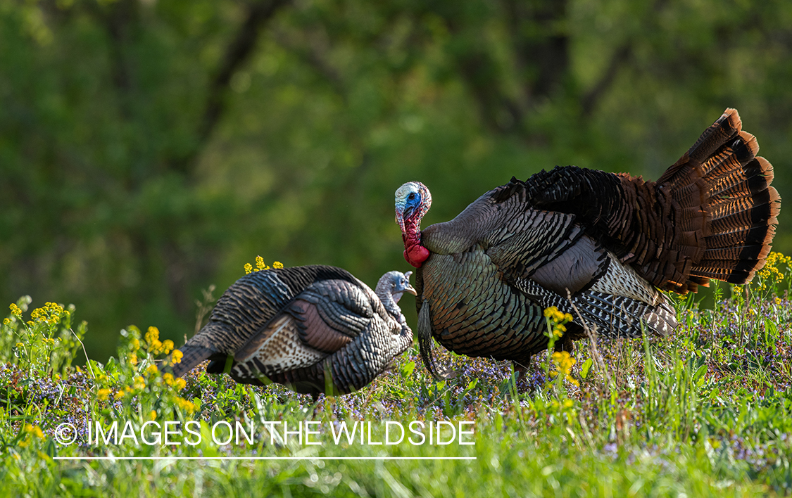 Turkey with decoy.