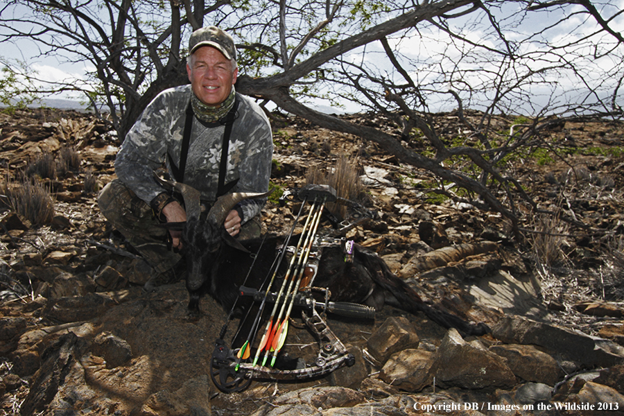 Bowhunter with bagged feral goat.