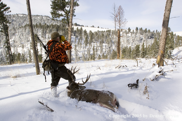 Mule deer hunter glasses woods with downed buck resting on leg.