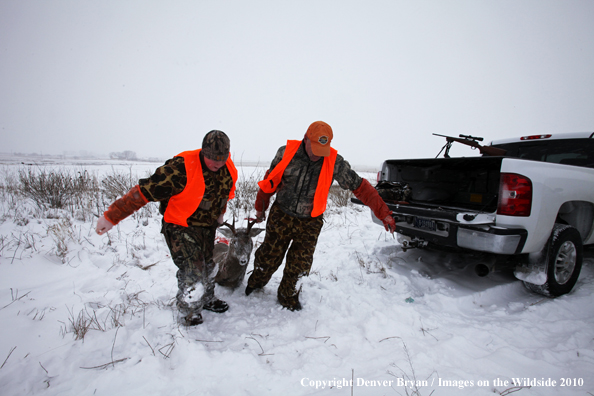 Father and son dragging son's downed white-tailed buck