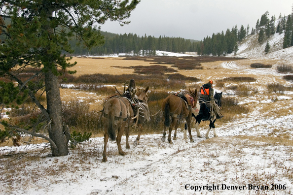 Elk hunter with bagged elk on mule packstring.  