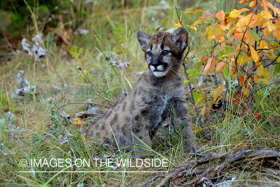 Mountain Lion kitten in habitat.