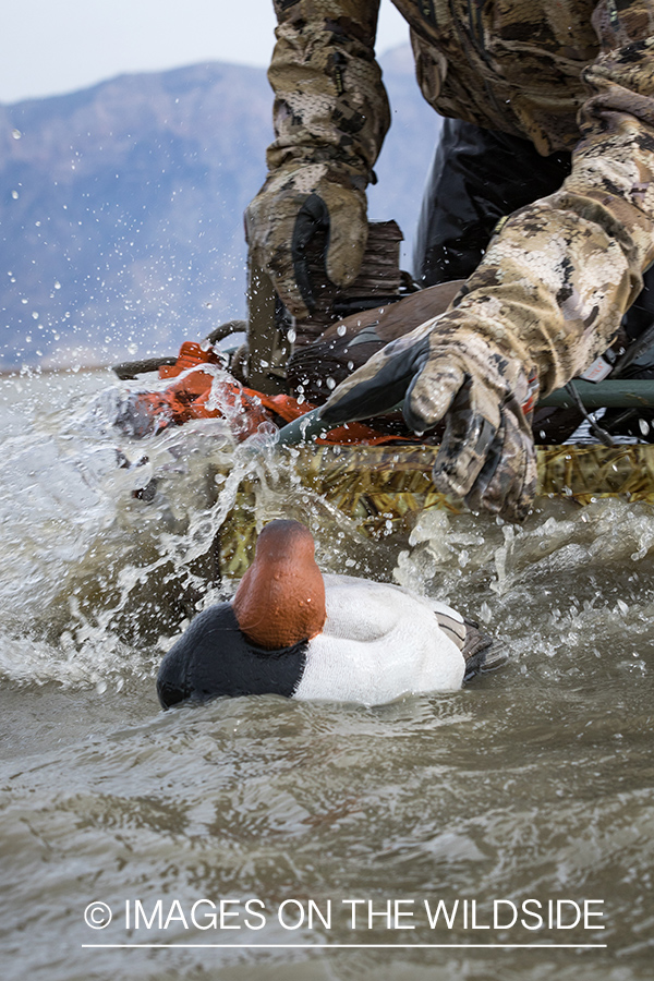 Hunting Tundra Swans and Ducks in Bear River region in Utah.