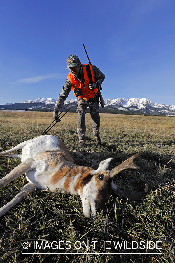 Pronghorn Antelope hunter approaching downed antelope buck. 