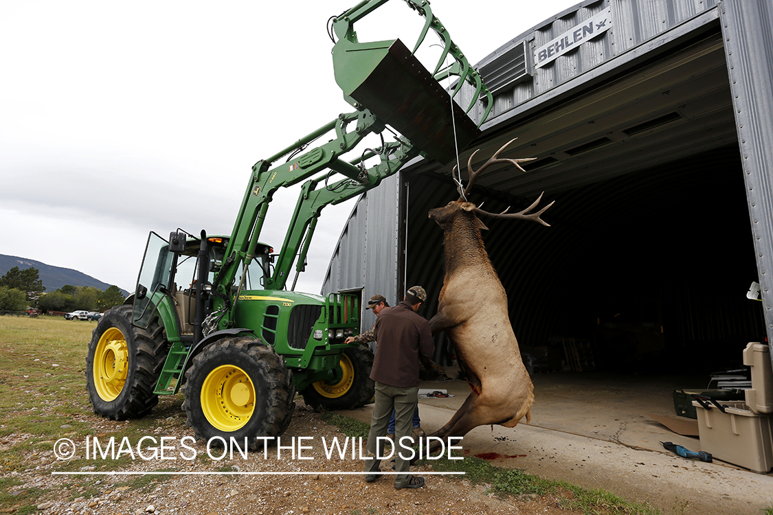 Bagged bull elk suspended from tractor. 